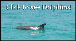 Wild Abaco Dolphins Video