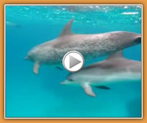 brendal-dolphin-video1